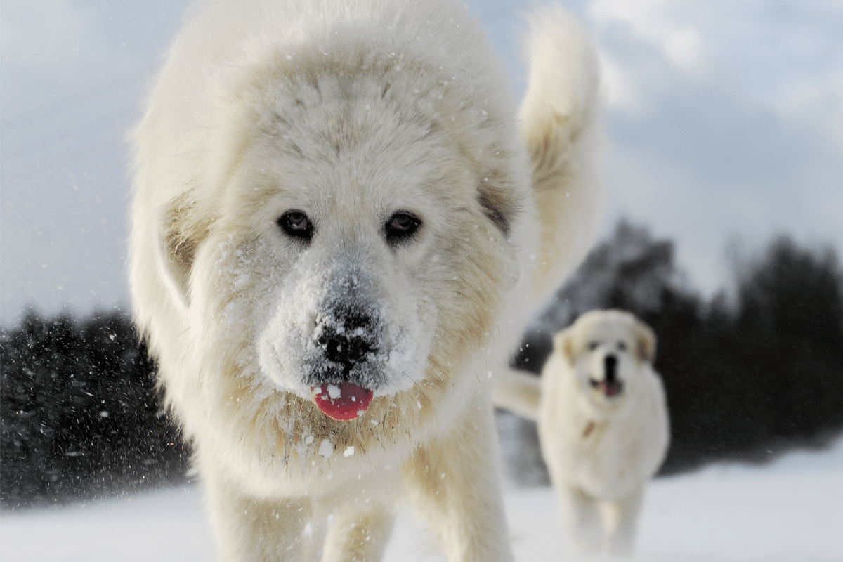 Great Pyrenees showing peaceful strength and calm joy in snowy weather.