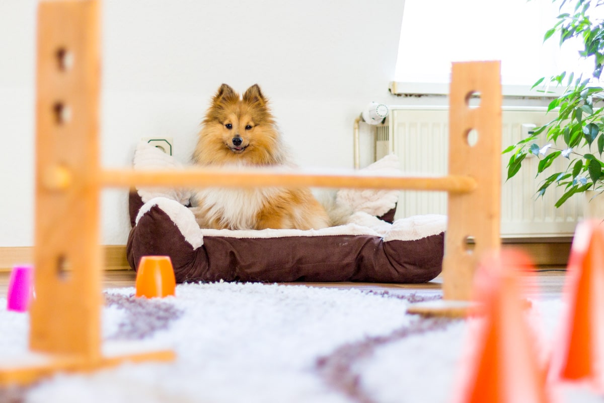 Shetland Sheepdog displaying curiosity and concentration during a problem-solving activity.