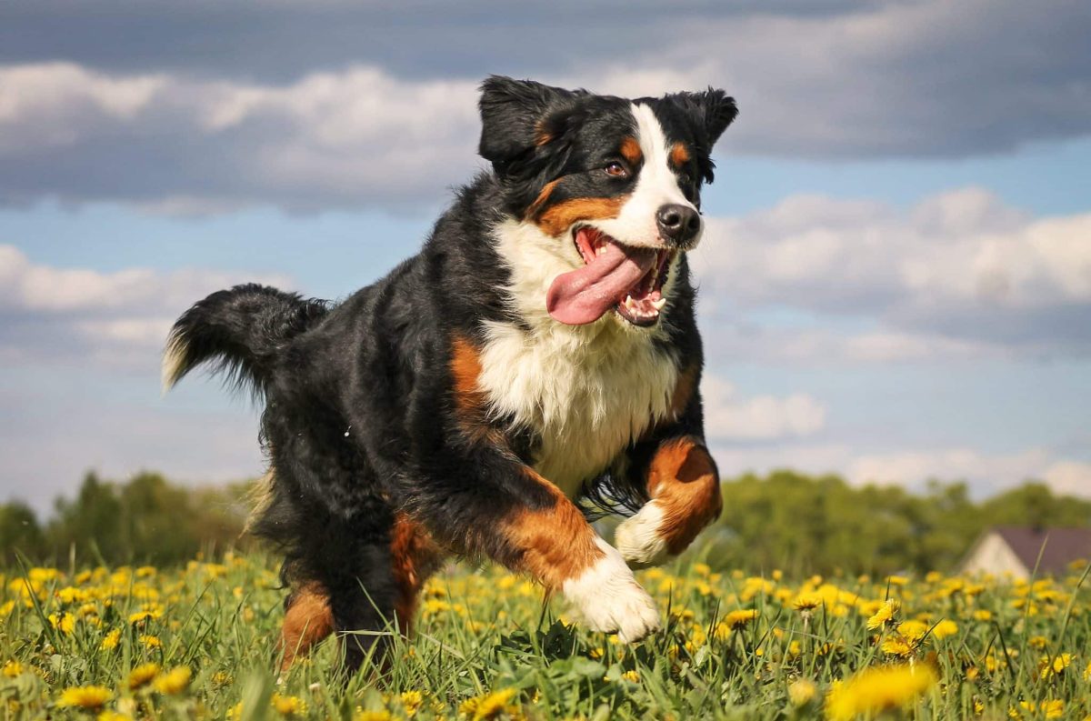 Bernese Mountain Dog, gentle, playful, and full of puppy energy