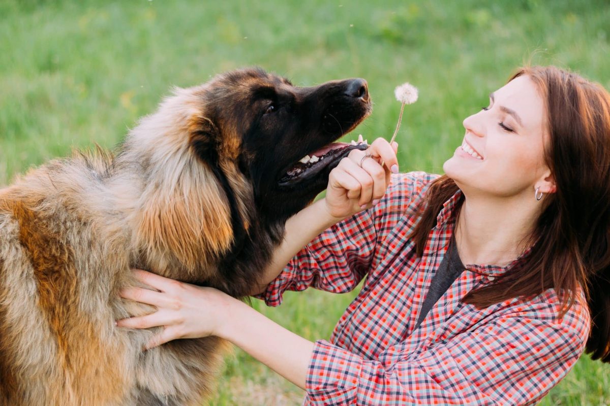 A happy large dog captured mid-movement, showcasing excitement and youthful spirit