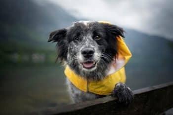 15 Wet Winter Weather Dog Products That Make Your Life Easier 3 shutterstock 1424917985 resized 350x233 1
