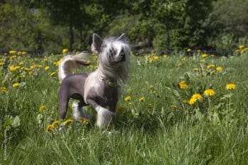 shutterstock 142922605 350x233 1