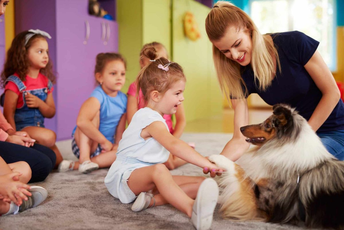 Shetland Sheepdog showing alert cooperation and joyful working focus.