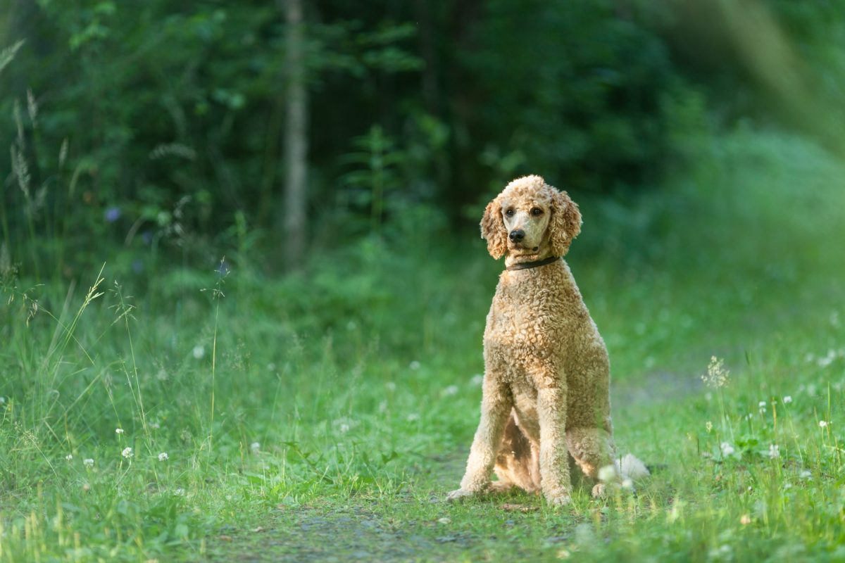 Standard Poodle standing elegantly with a lively and confident presence.