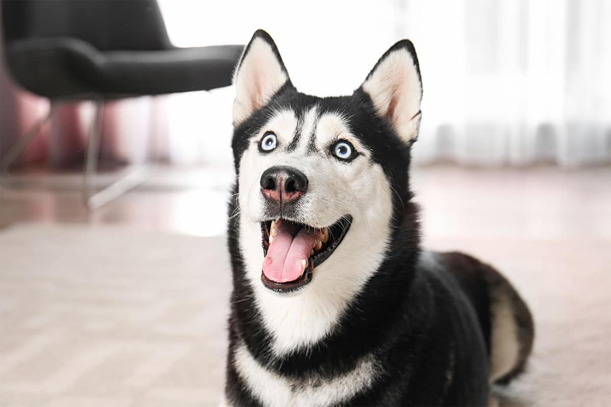 Siberian Husky playful, vocal, and full of mischievous energy