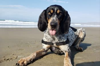 shutterstock 1565917225 scaled e1724376558445 350x233 1