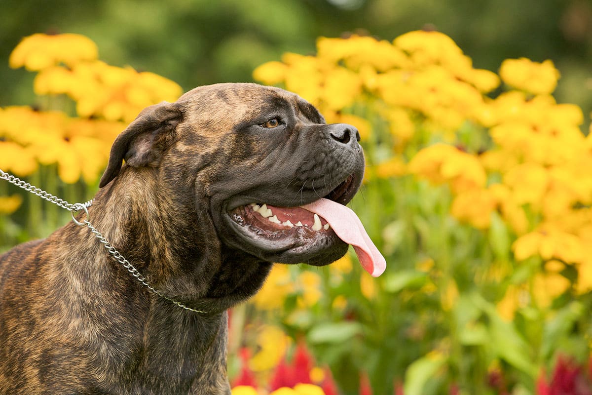 Bullmastiff, strong, loyal, and retaining playful puppy energy