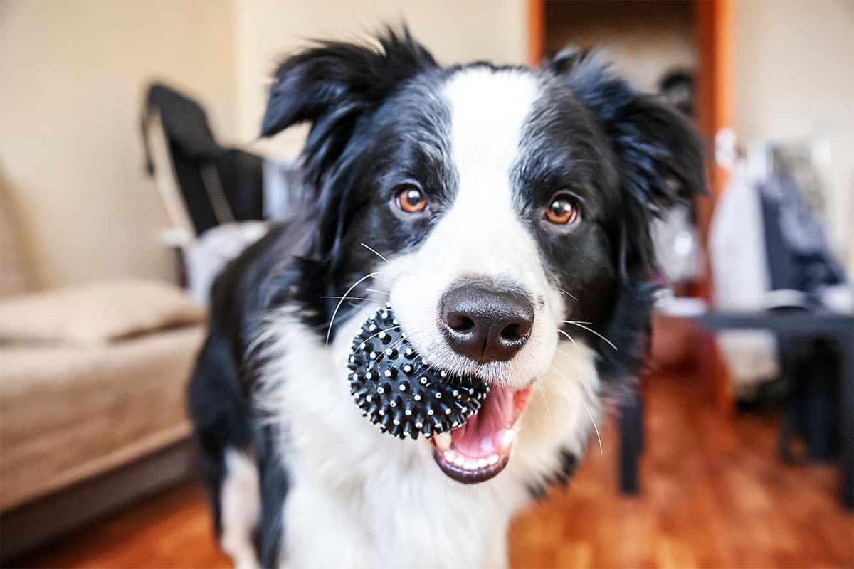 Border Collie displaying intense focus and intelligence during a problem-solving moment.