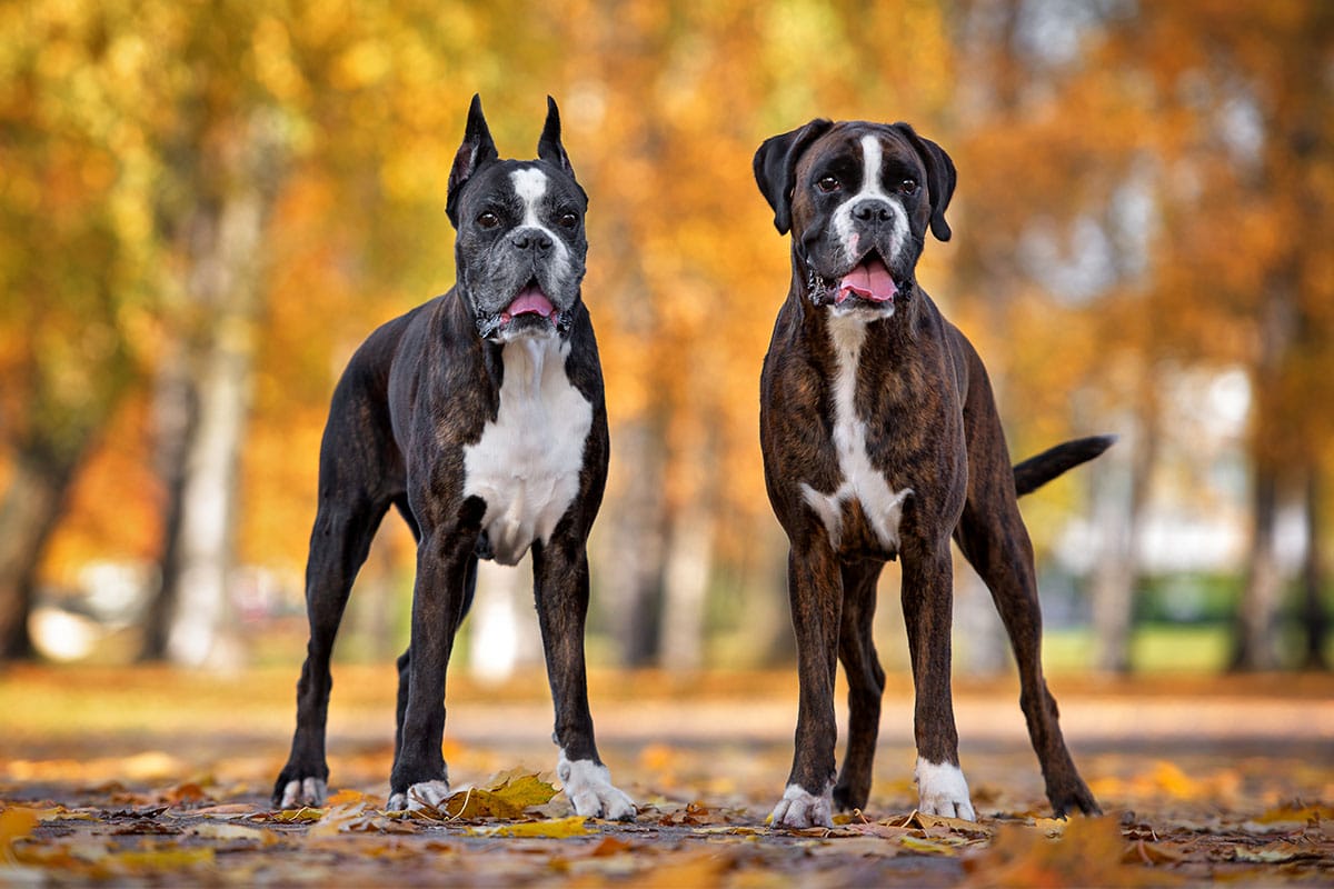 The boxer is posing confidently with lively energy and an expressive posture.