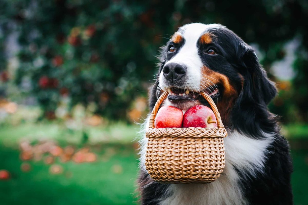 Bernese Mountain Dog showing calm strength and gentle teamwork spirit.