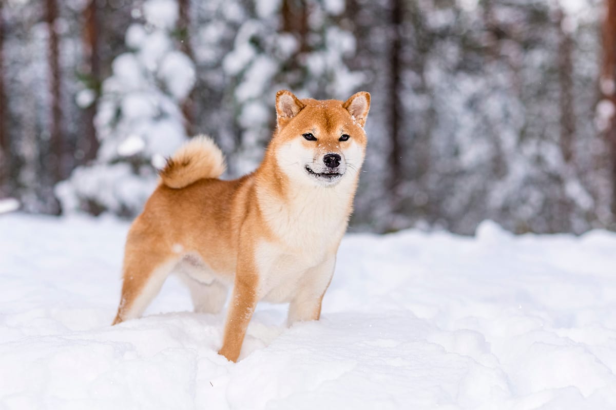 Shiba Inu showing lively curiosity and playful joy in winter conditions.