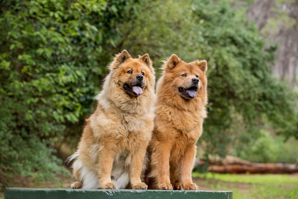 Chow Chow standing with regal confidence and fluffy dignity.