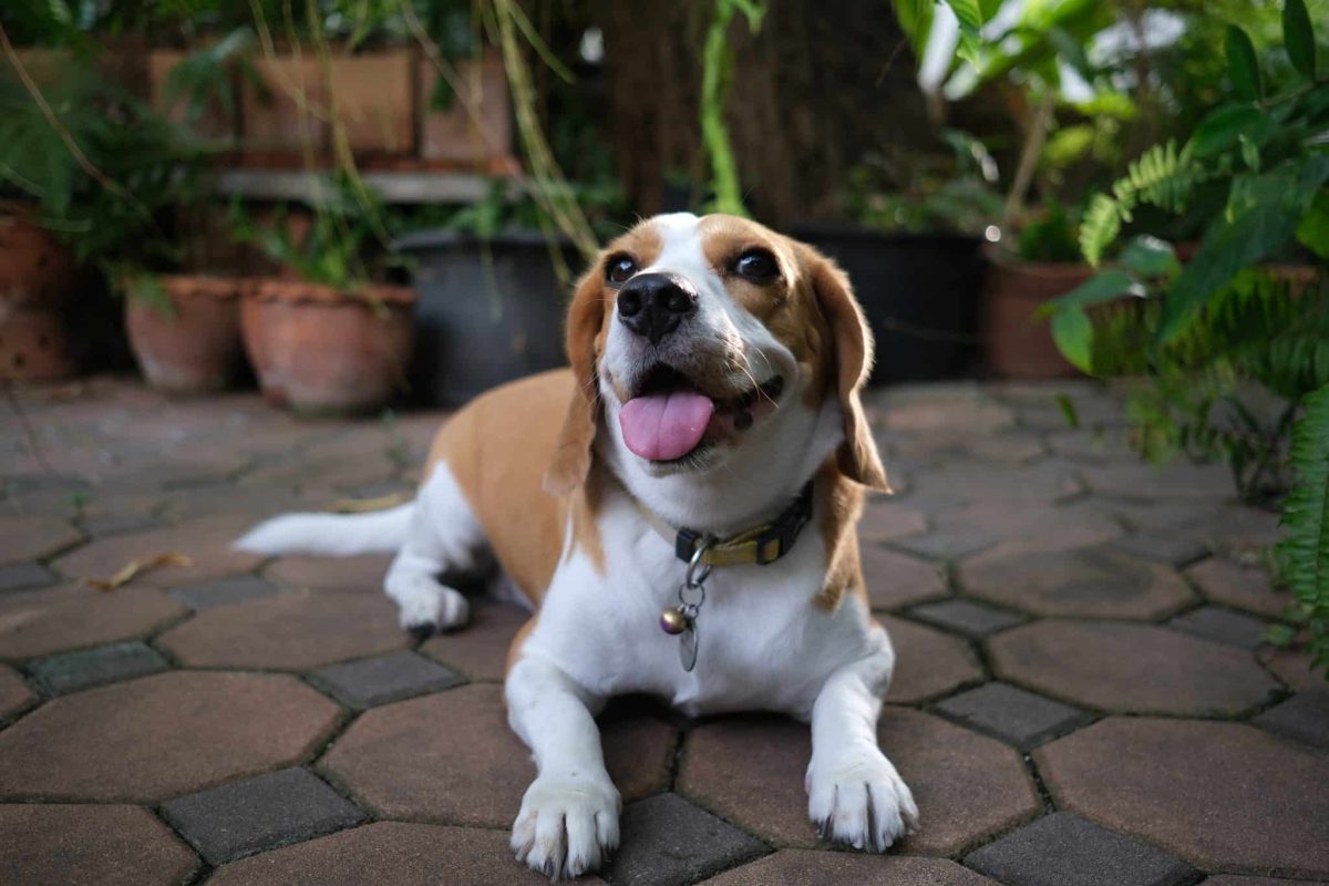 Beagle radiating joyful curiosity through lively movement and happy expression.