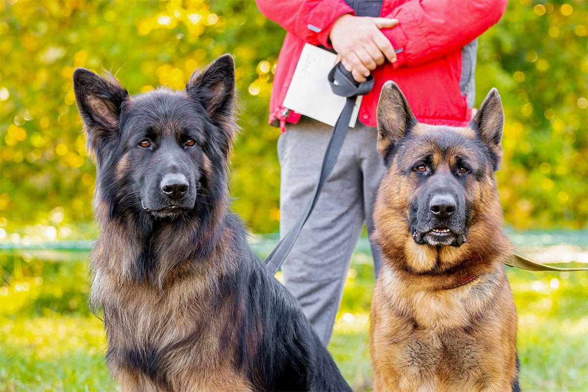 German Shepherd displaying confident focus and a dedicated teamwork attitude.