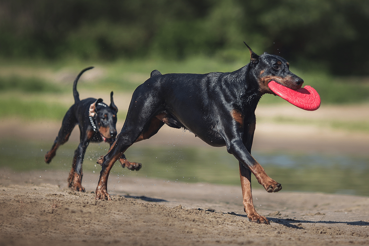 Doberman Pinscher showing alert focus and thoughtful expression during a challenge.