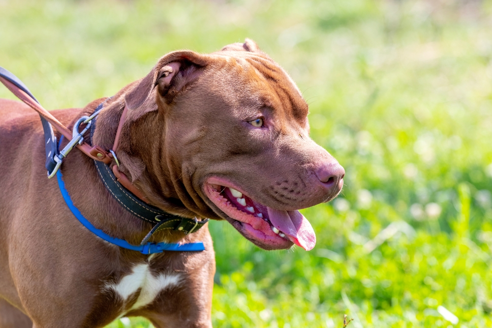 American Pit Bull Terrier joyful, energetic, and full of playful devotion