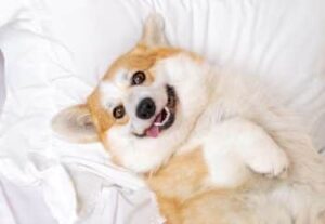 NYC Pet News 101 shutterstock 2236636623 1 350x241 1