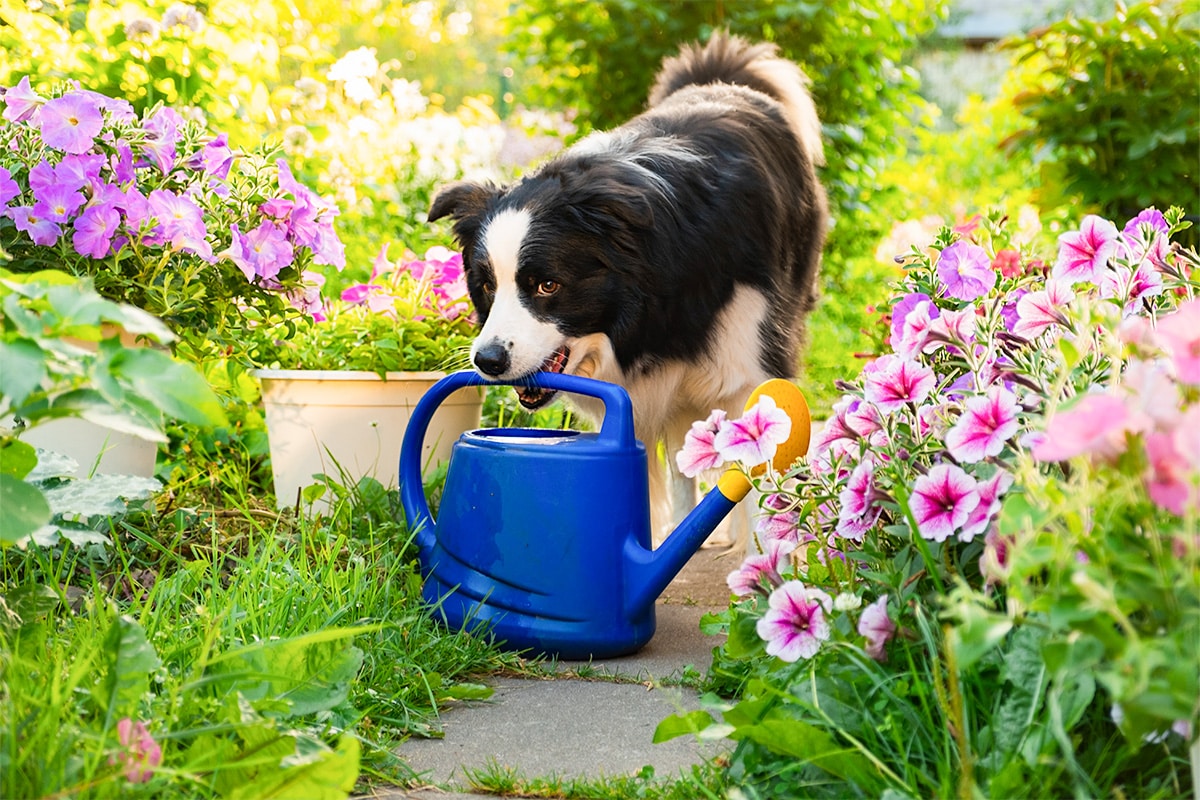 Border Collie displaying focused intelligence and cooperative working energy.