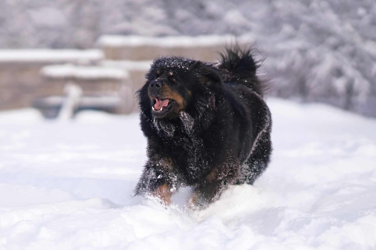 Tibetan Mastiff displaying calm dignity and strong comfort in cold weather.