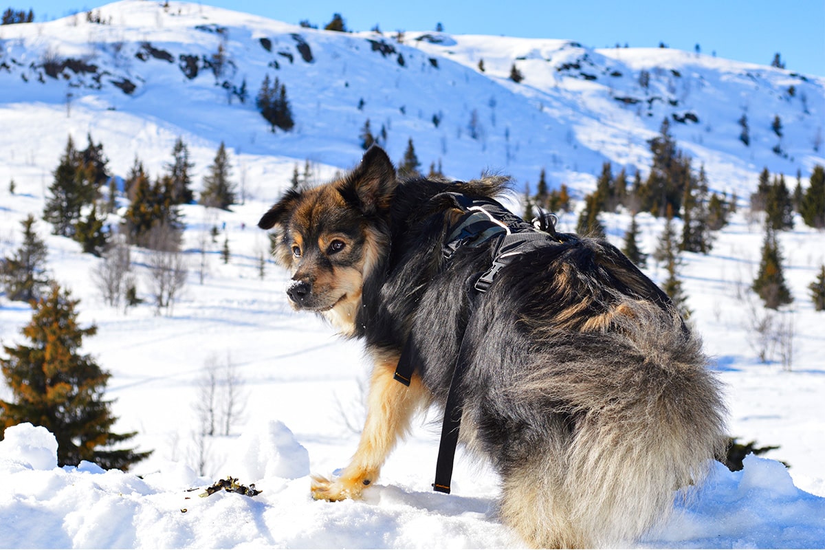 Finnish Lapphund showing cheerful movement and comfort in a frosty scene.