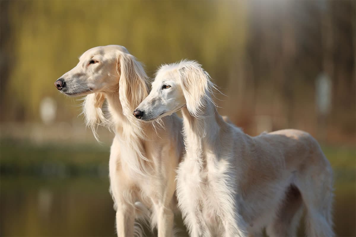 Saluki sprinting with long, graceful strides, demonstrating speed and elegance.