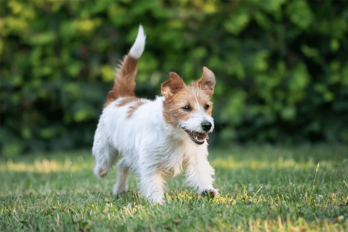 Jack Russell Terrier sprinting with energy, determination, and joyful agility.