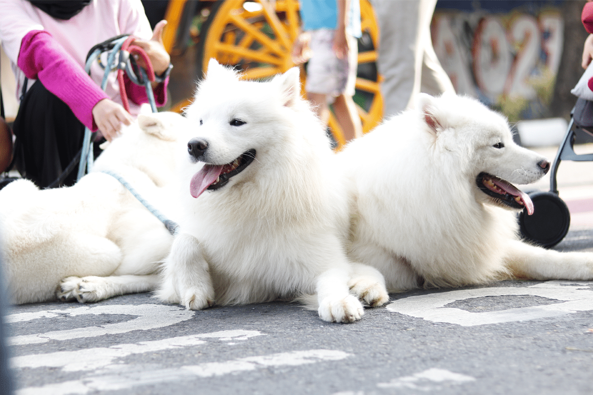 Samoyed radiating joyful teamwork and uplifting friendly energy.