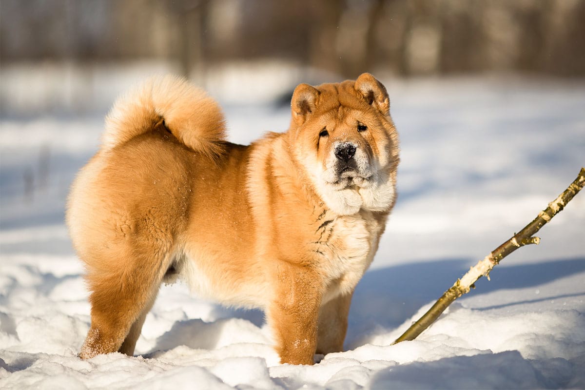 Chow Chow showing plush-coated confidence and calm enjoyment of cold surroundings.