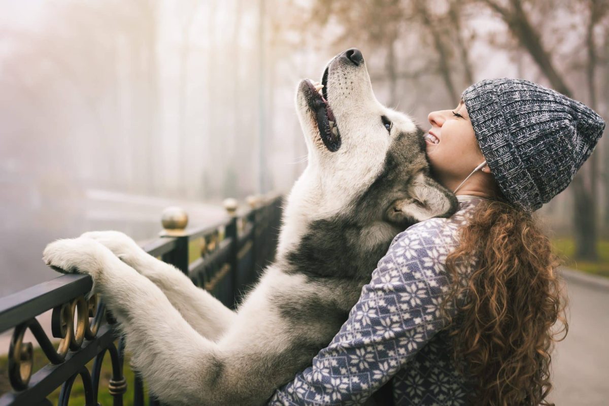 Alaskan Malamute is strong, energetic, and playful into adulthood