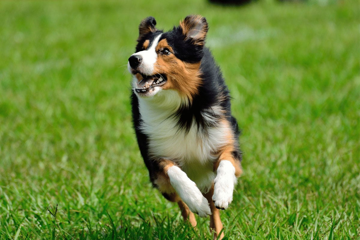 Border Collie sprinting with focus and precision, showing agility and energy.