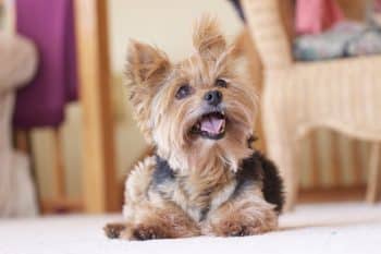 Ideal Diet for Yorkies – The Ultimate Yorkie Feeding Guide 9 shutterstock 742629622 350x233 1