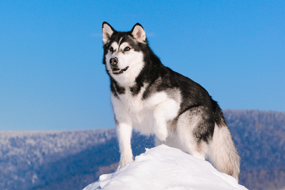 Alaskan Malamute showing a strong, cheerful presence suited for cold, snowy conditions.
