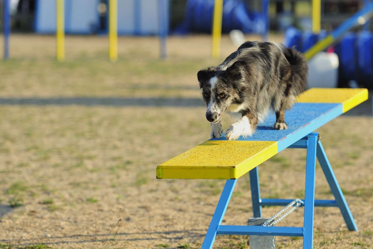 Australian Shepherd appears curious and engaged while working through a mental challenge.