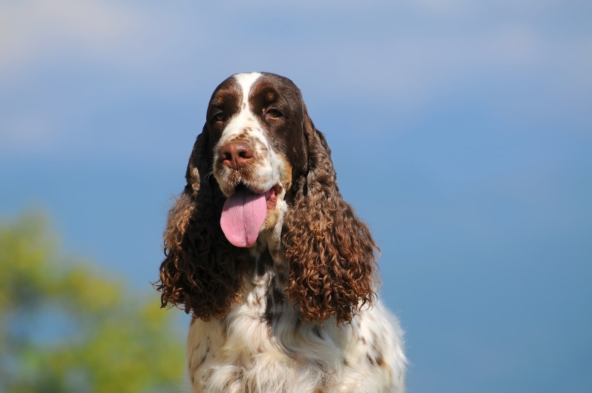 A lively dog captured mid-movement, introducing the high-energy, always-ready-to-party spirit of the article