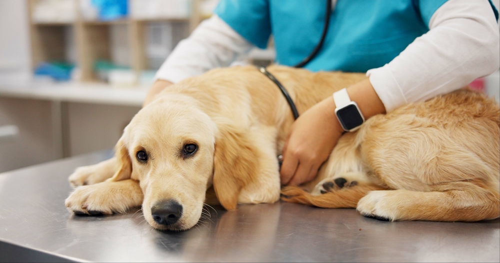 Before You Add Olive Oil to Your Dog’s Bowl – Read This! 7 vet examining dog in the clinic