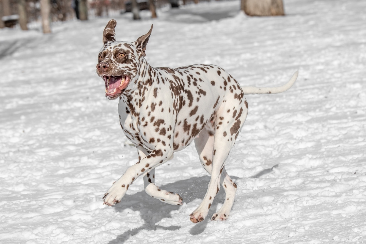 Dalmatian running energetically with strong, powerful strides and joyful expression.