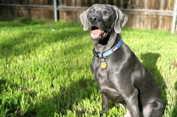 weimaraner 2 350x233 1