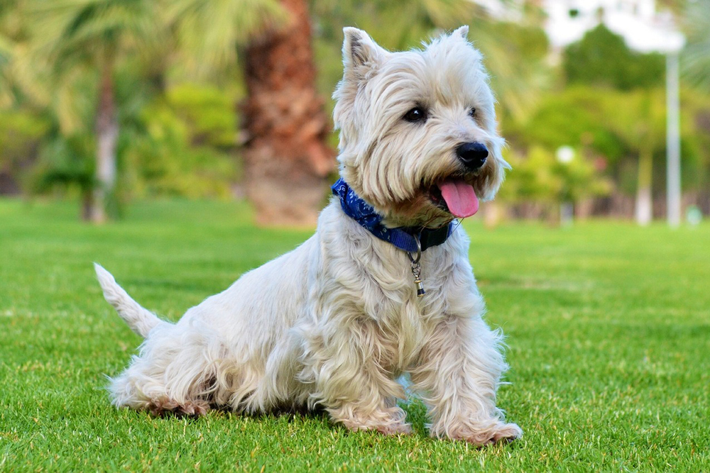 Flea & Tick Prevention for Westies: A Safe & Effective 4 Step Plan 4 westie 1