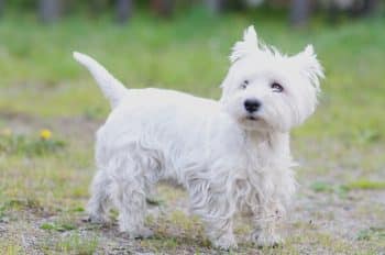 westie grass 1 350x232 1