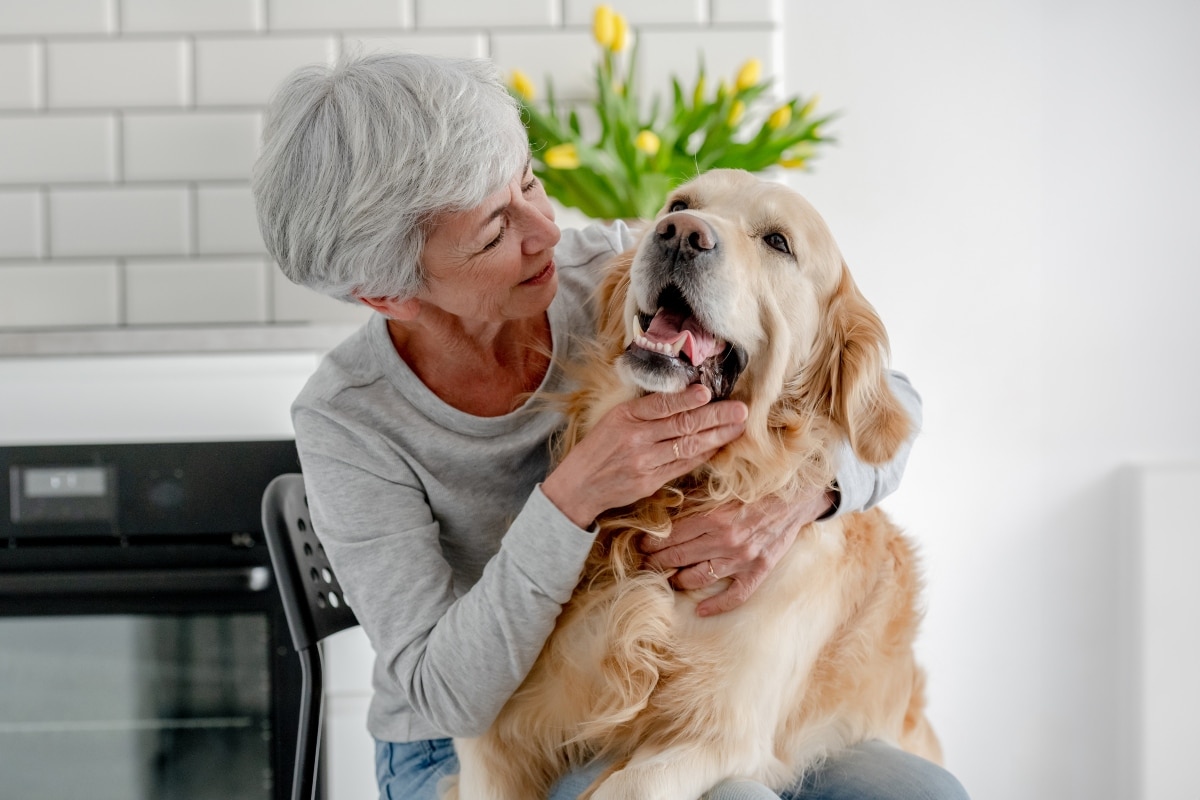 Golden Retriever, cheerful, playful, and eternally youthful
