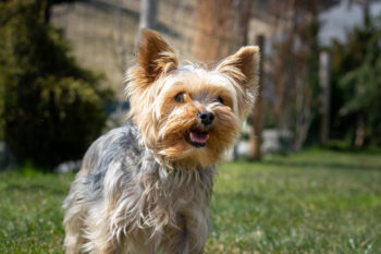 yorkie 1 350x233 1