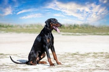 young dobermann pinscher training protection nature 1 350x233 1