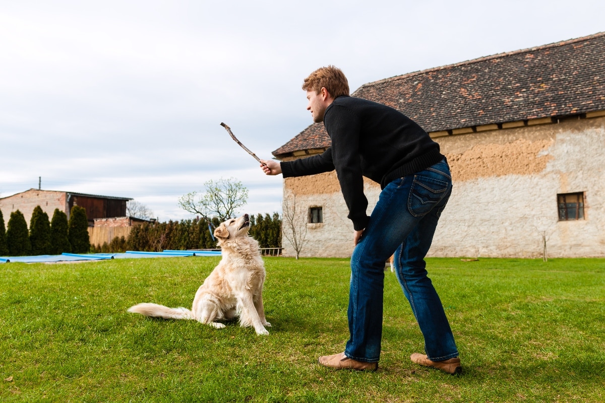 An intelligent dog showing focus and joy while engaging with a mental challenge, introducing the theme of clever problem-solving.