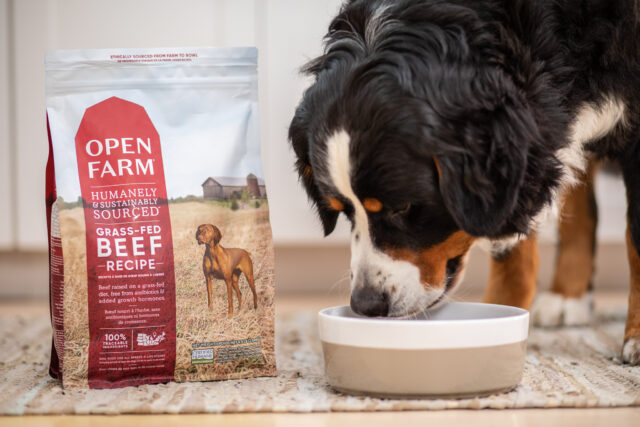 11 Best Dry Dog Foods 16 02 5i1a6534 e1674063077593