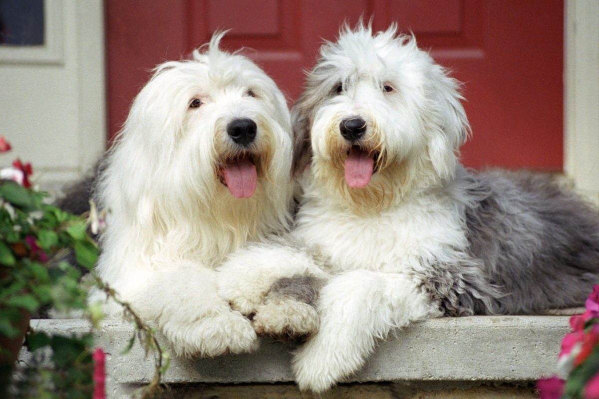 Old English Sheepdog shaggy, playful, and hiding dirt in fur