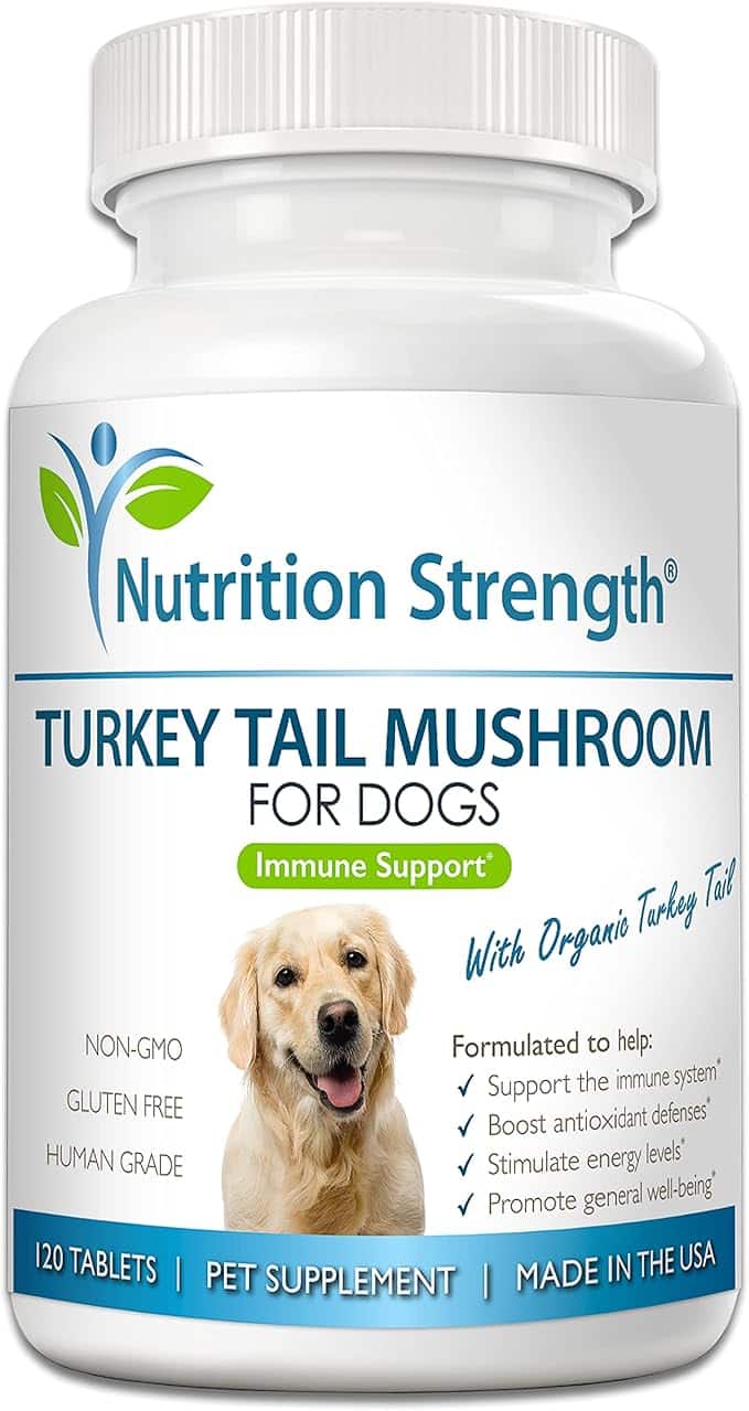 Turkey Tail Mushroom for Dogs to Support a Strong Immune System