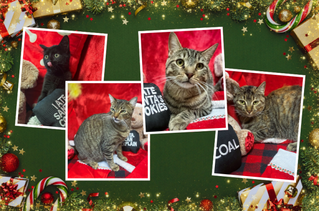 A Christmas Wish Rescue Flight Collage Image Cats e1767733210666