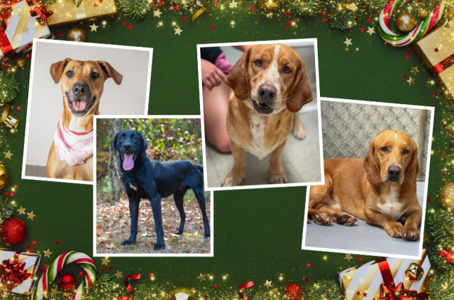 A Christmas Wish Rescue Flight Collage Image Dogs e1767733241111