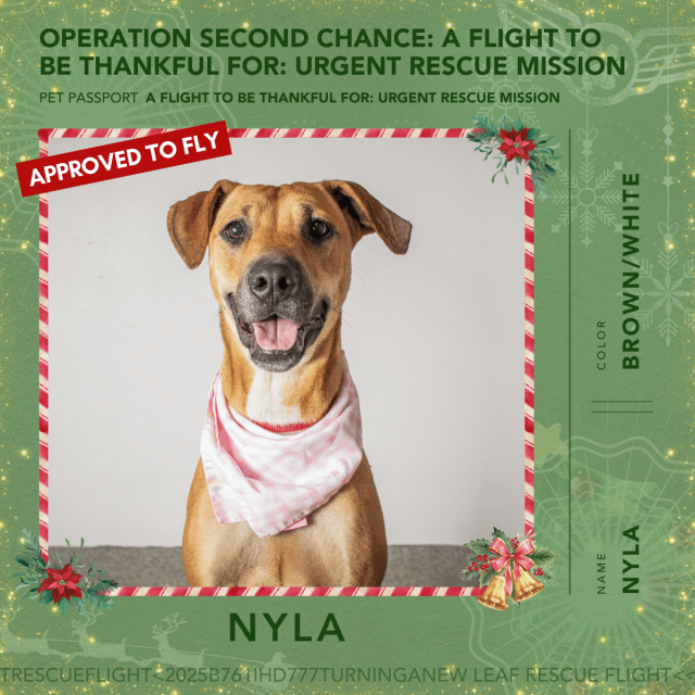 A Christmas Wish Rescue Flight Pet Passports Nyla e1767733635985