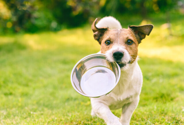 11 Best Dry Dog Foods 28 AdobeStock 287820772 scaled e1673632918118